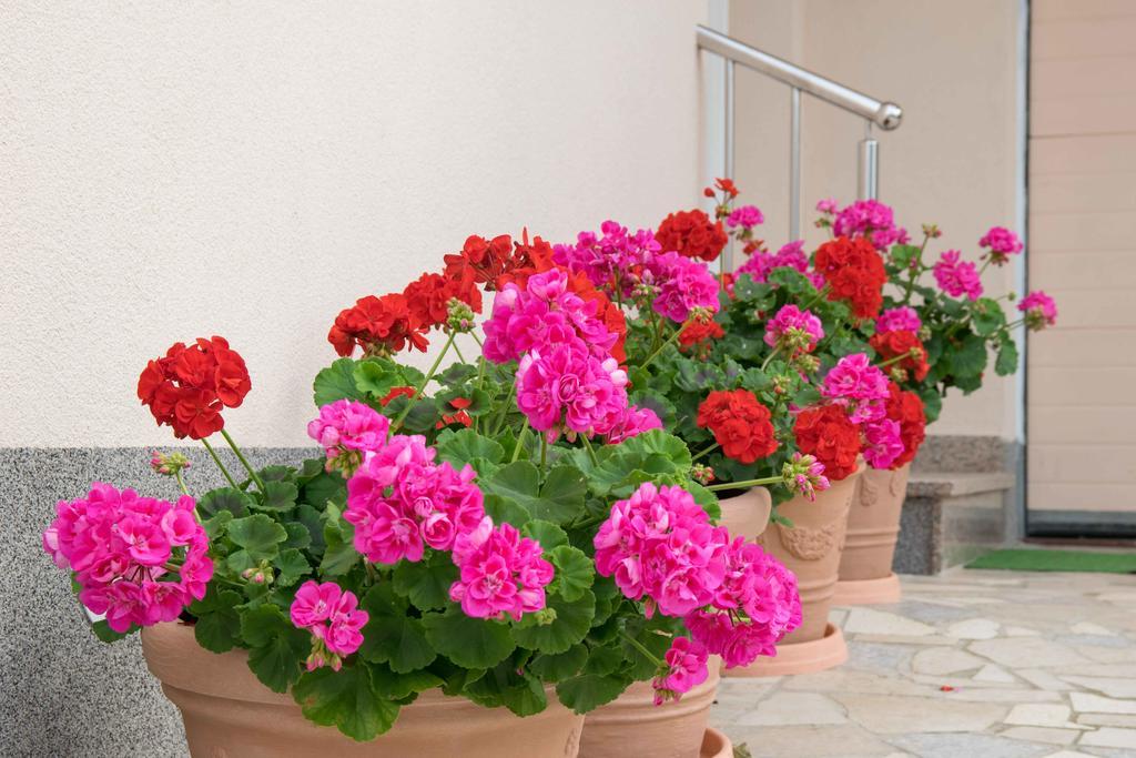Apartments Hortensia プーラ エクステリア 写真
